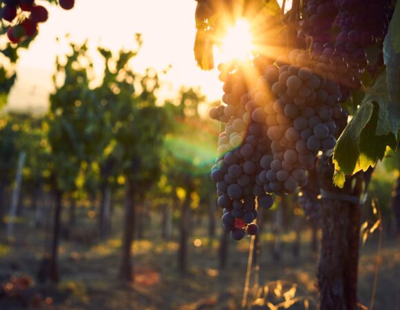 FORMENTERA, TIERRA DE VINOS
